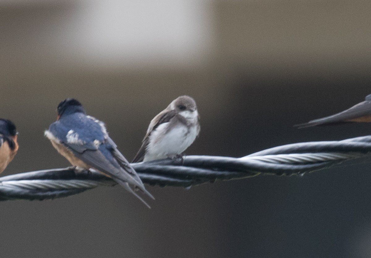 Bank Swallow - ML99331391