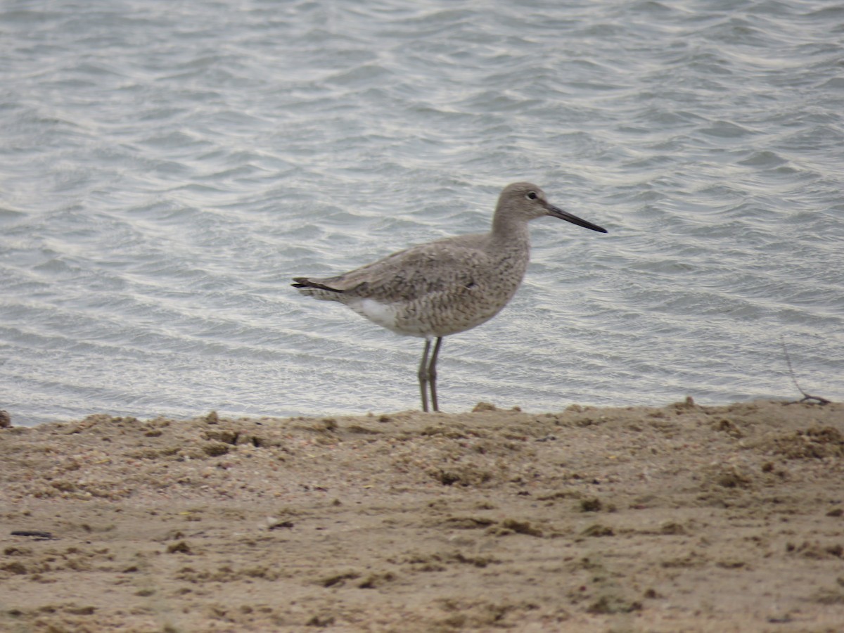 Willet - ML99332411