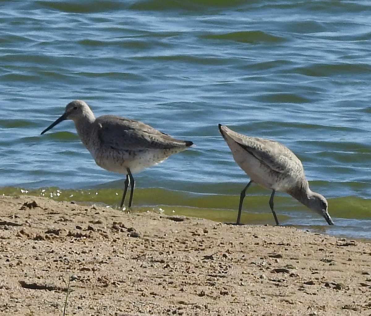 Willet - ML99332421