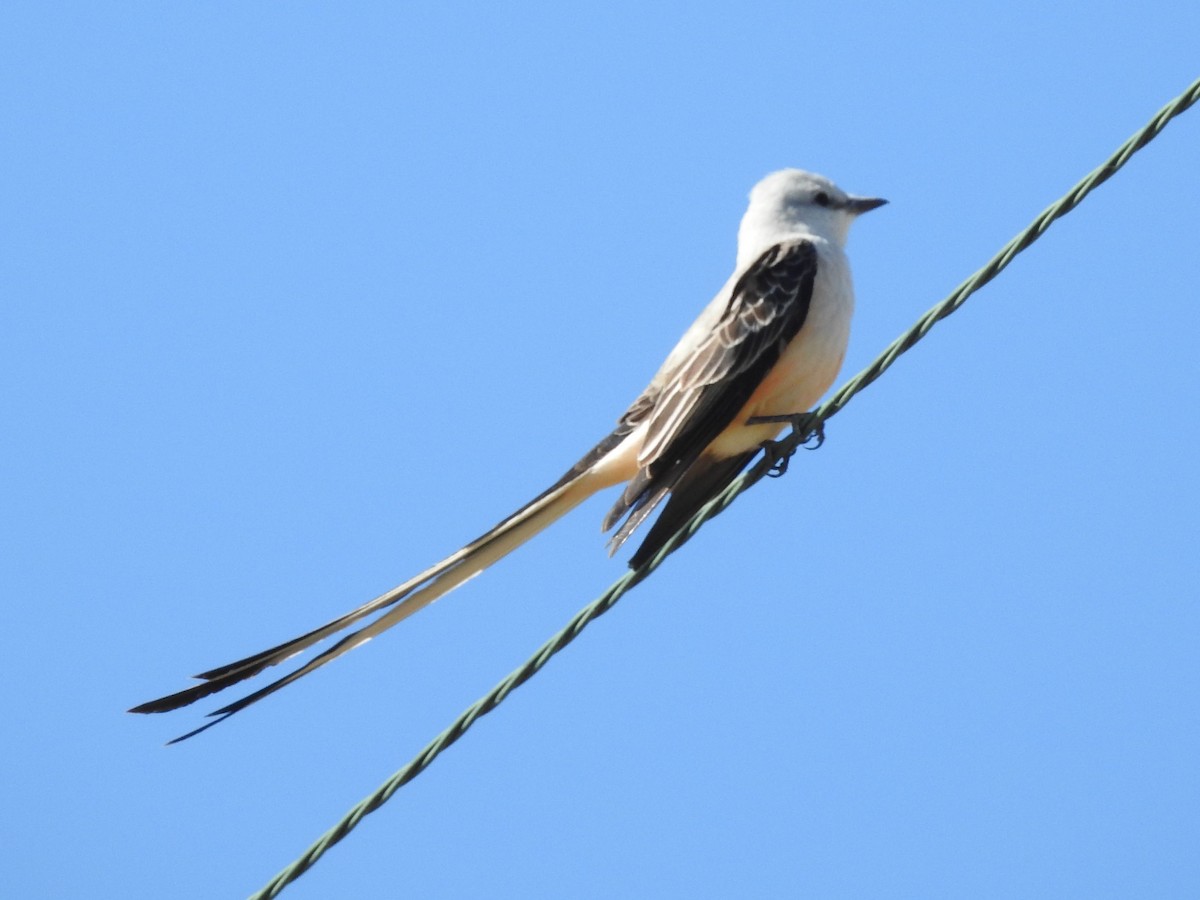 Scissor-tailed Flycatcher - ML99332731