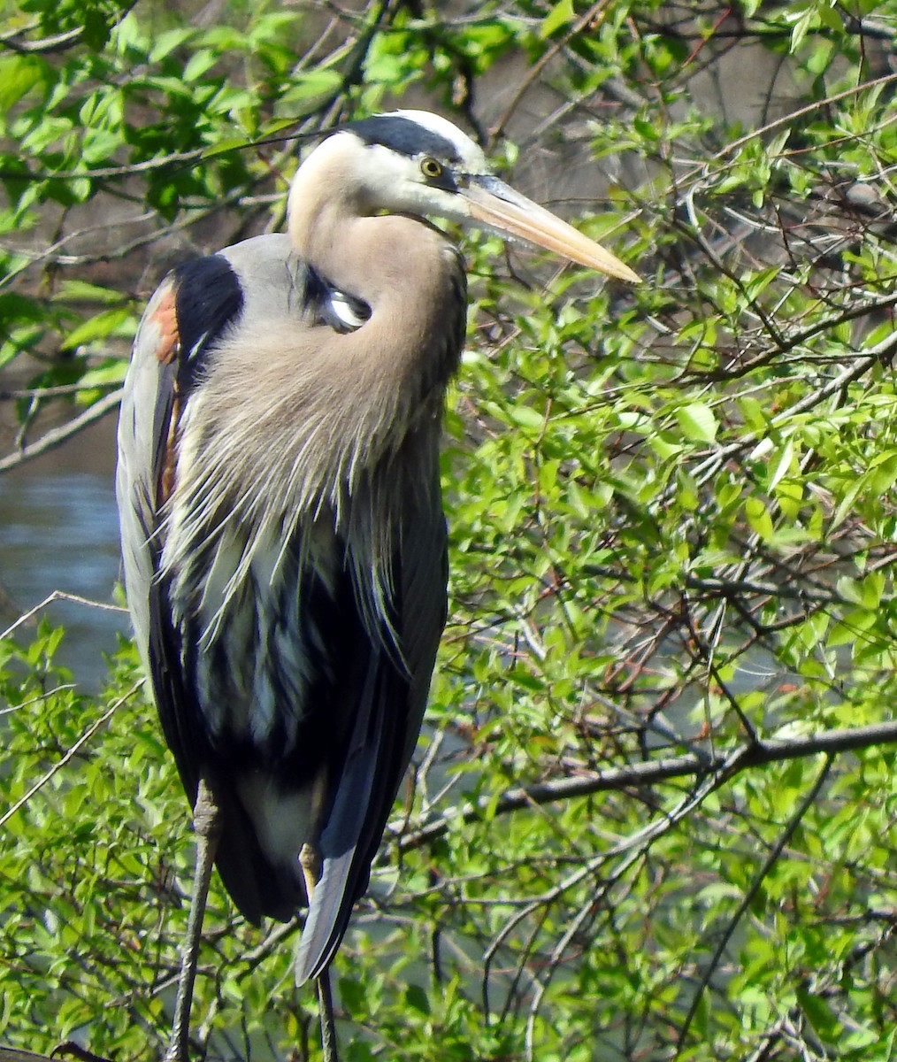 Great Blue Heron - ML99333531