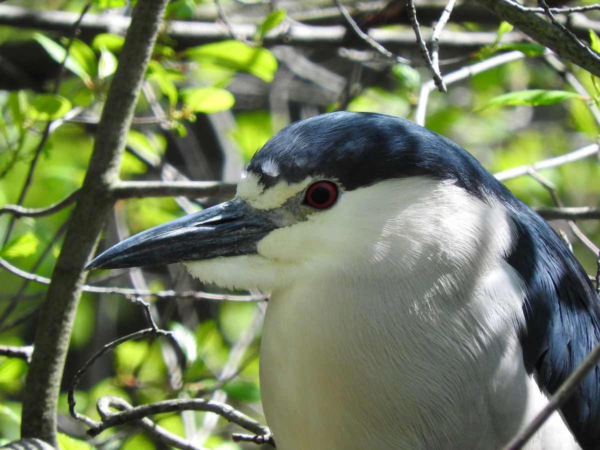 Black-crowned Night Heron - ML99333991