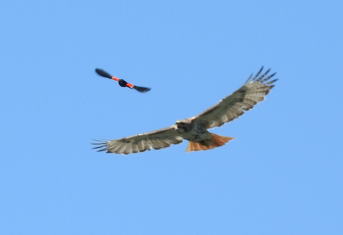 Red-tailed Hawk - ML99334801