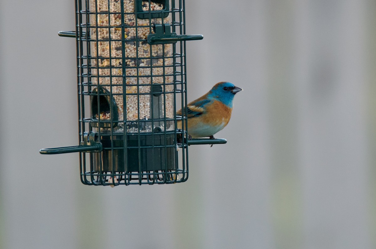 Lazuli Bunting - ML99335961