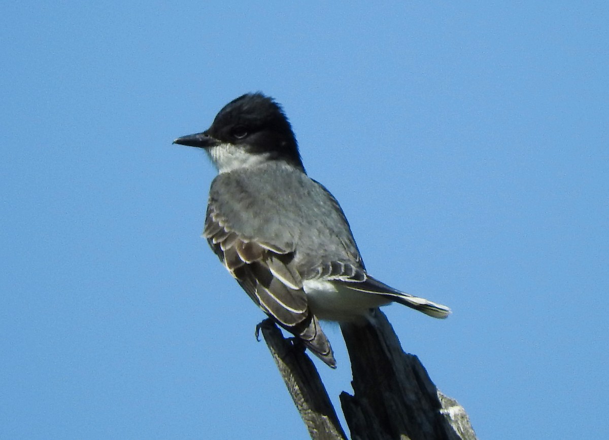 Eastern Kingbird - ML99336221