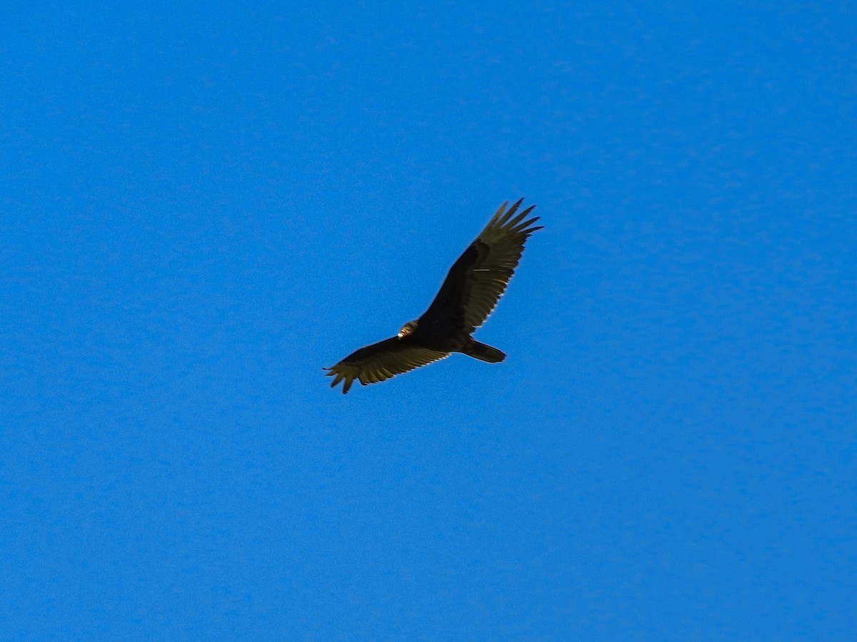 Turkey Vulture - Ben Julian