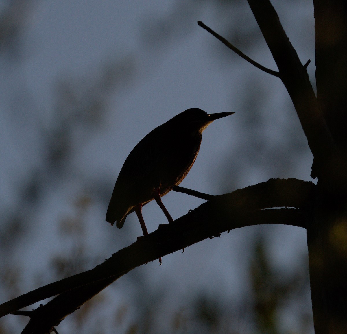 Green Heron - ML99336551