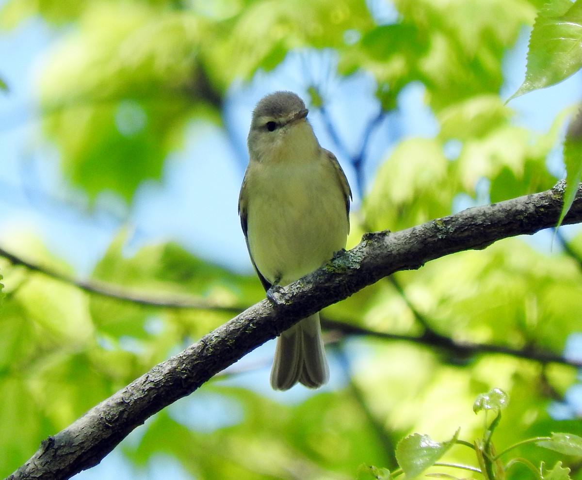 Warbling Vireo - ML99336661