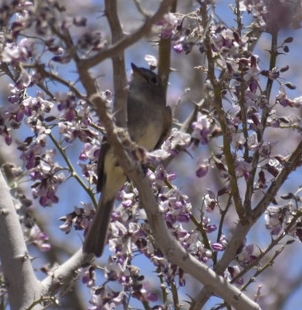 Gray Flycatcher - Larry Langstaff