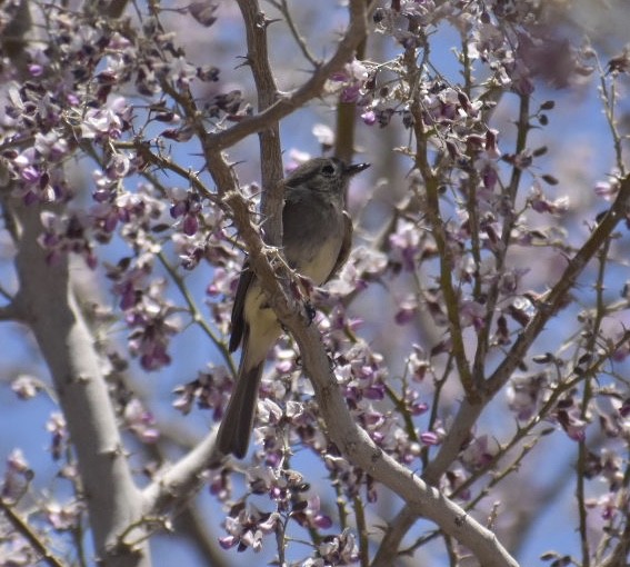 Gray Flycatcher - Larry Langstaff