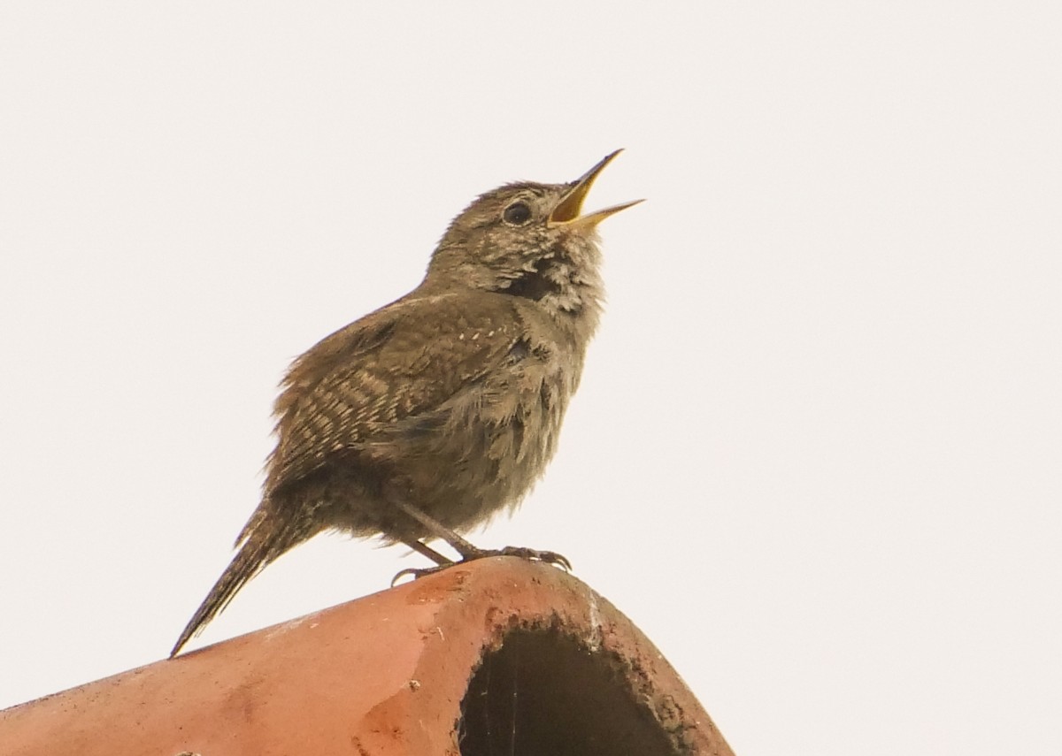 House Wren - Ann Baldwin