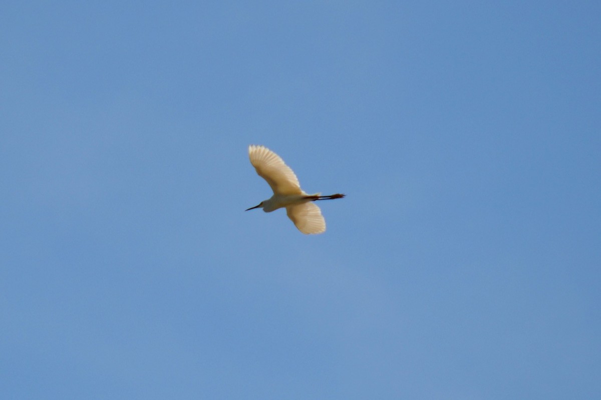 Snowy Egret - ML99341621