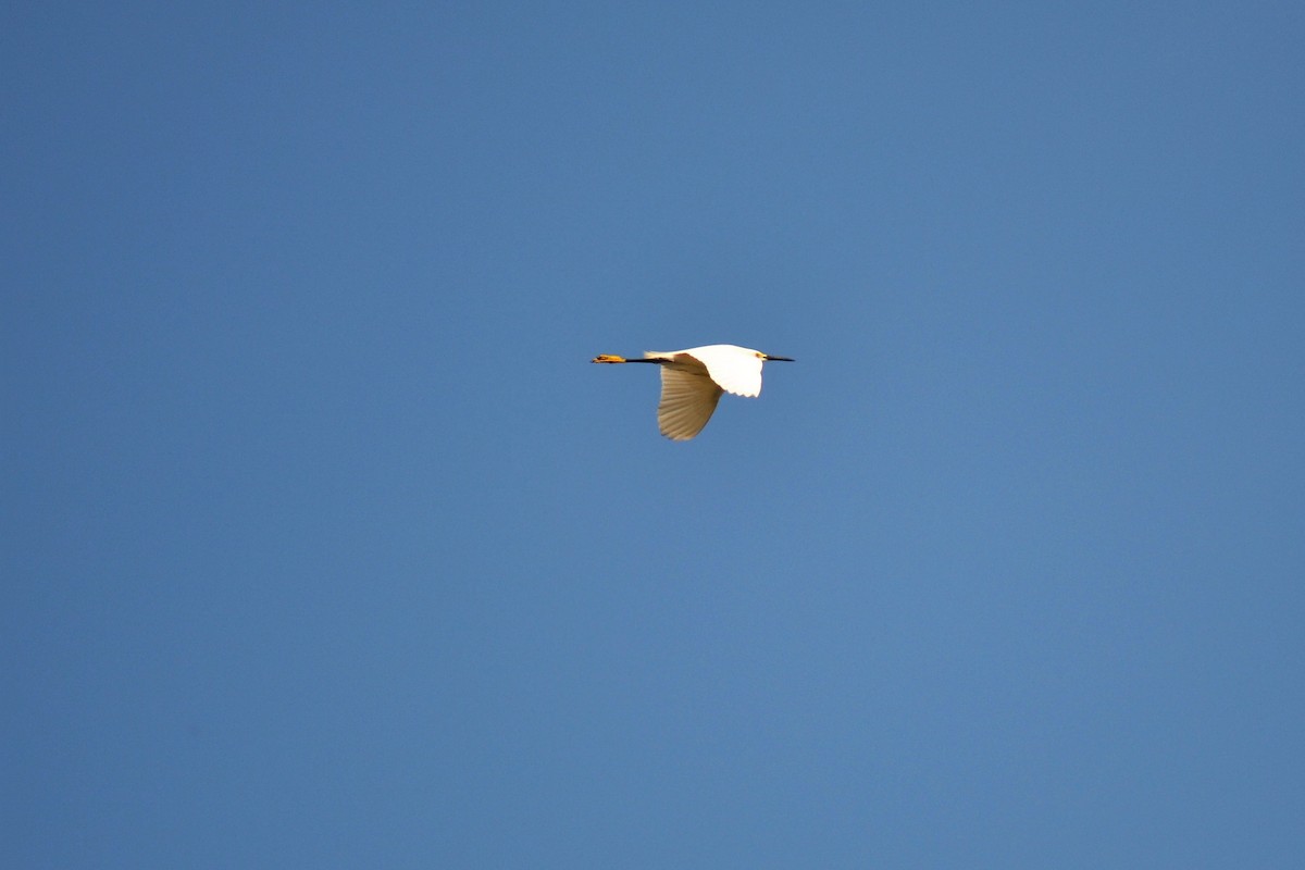 Snowy Egret - ML99341671