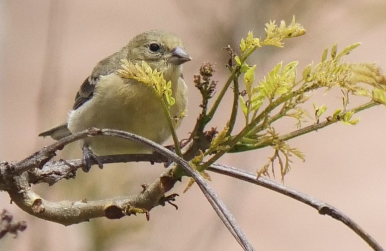 Lesser Goldfinch - ML99342781