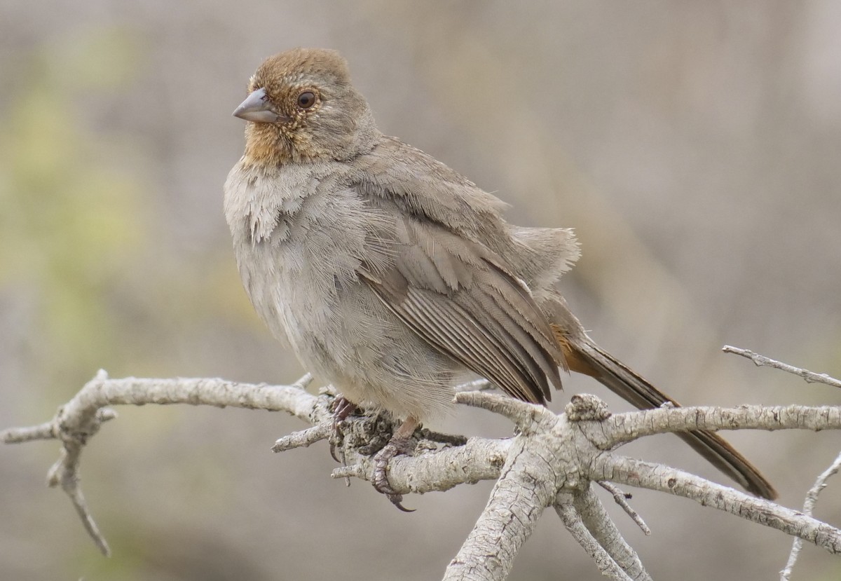 California Towhee - ML99343031