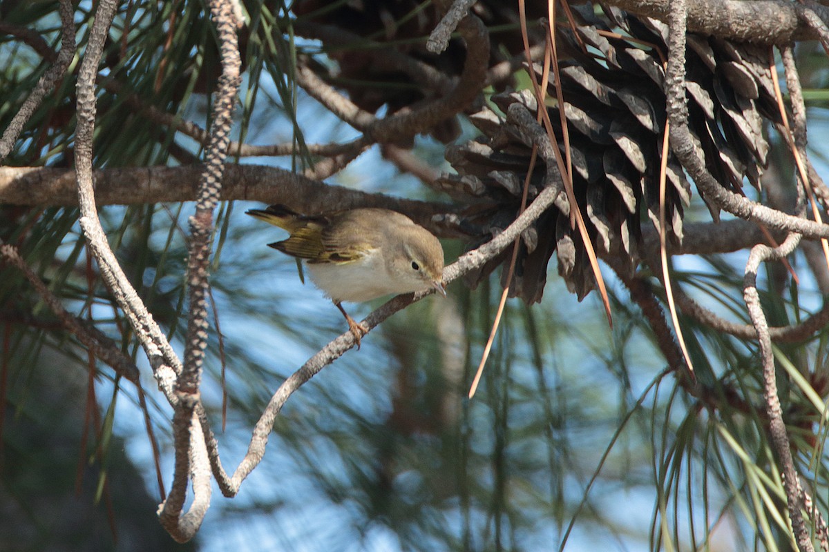 Mosquitero Papialbo - ML99343261