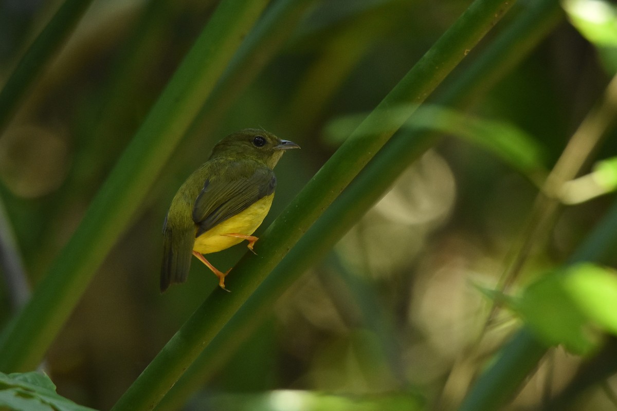 Manakin à col blanc - ML99344331