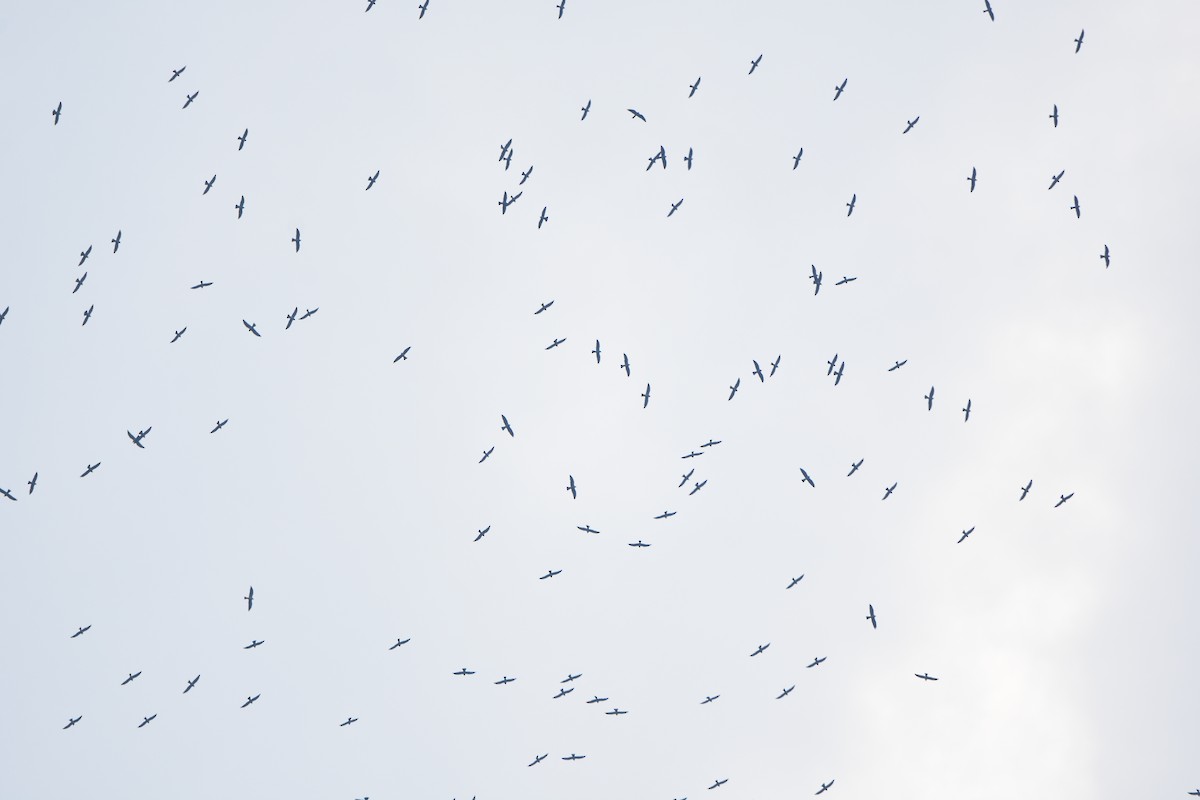 Mississippi Kite - ML99344461