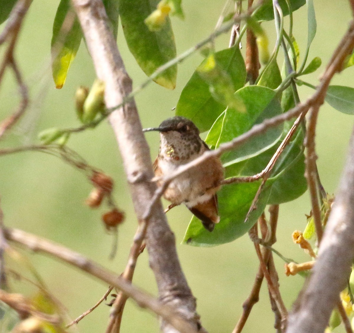 Allen's Hummingbird - Millie and Peter Thomas