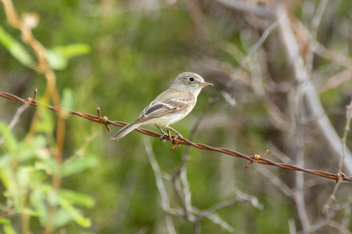 Gray Flycatcher - ML99345491