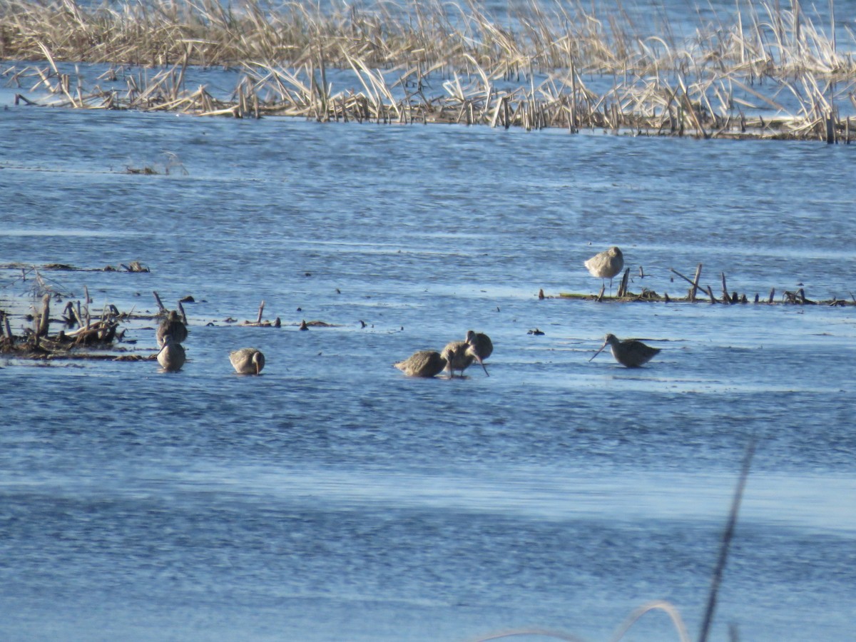 Marbled Godwit - ML99348331