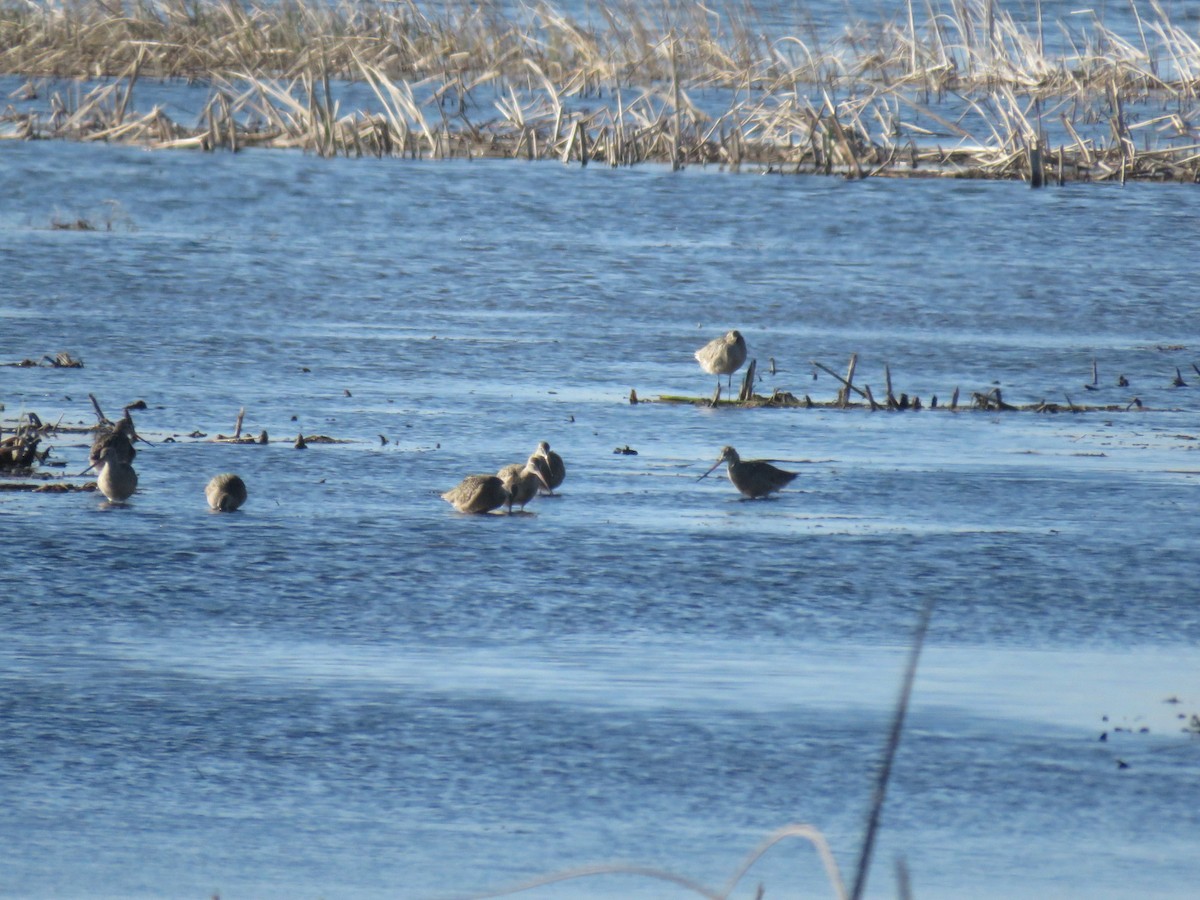 Marbled Godwit - ML99348351