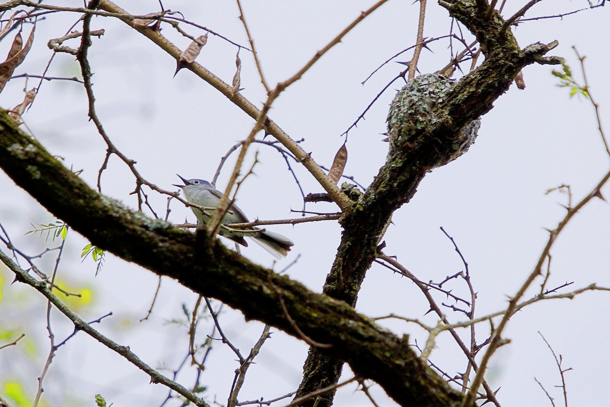 Blue-gray Gnatcatcher - ML99348871