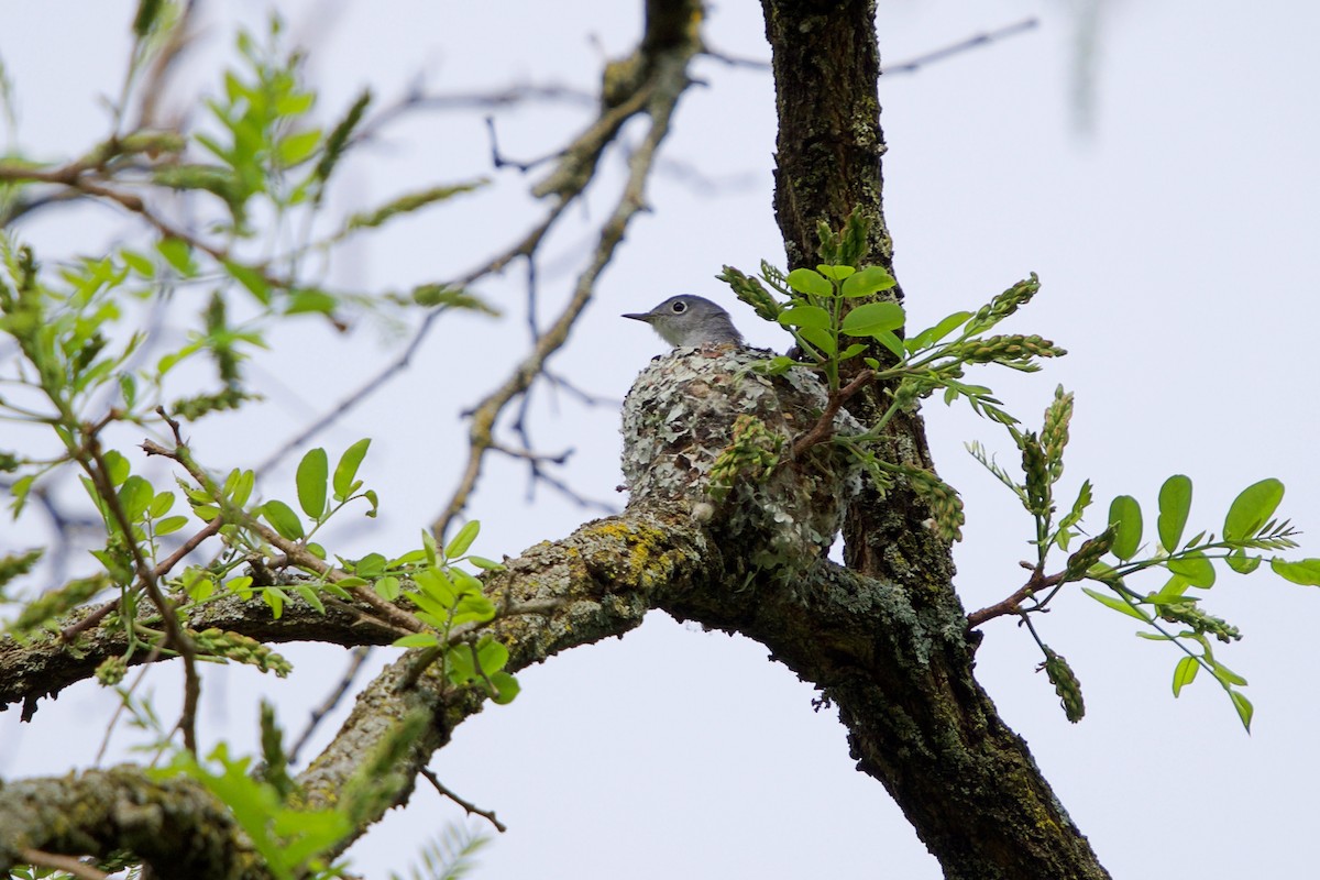Blue-gray Gnatcatcher - ML99348901