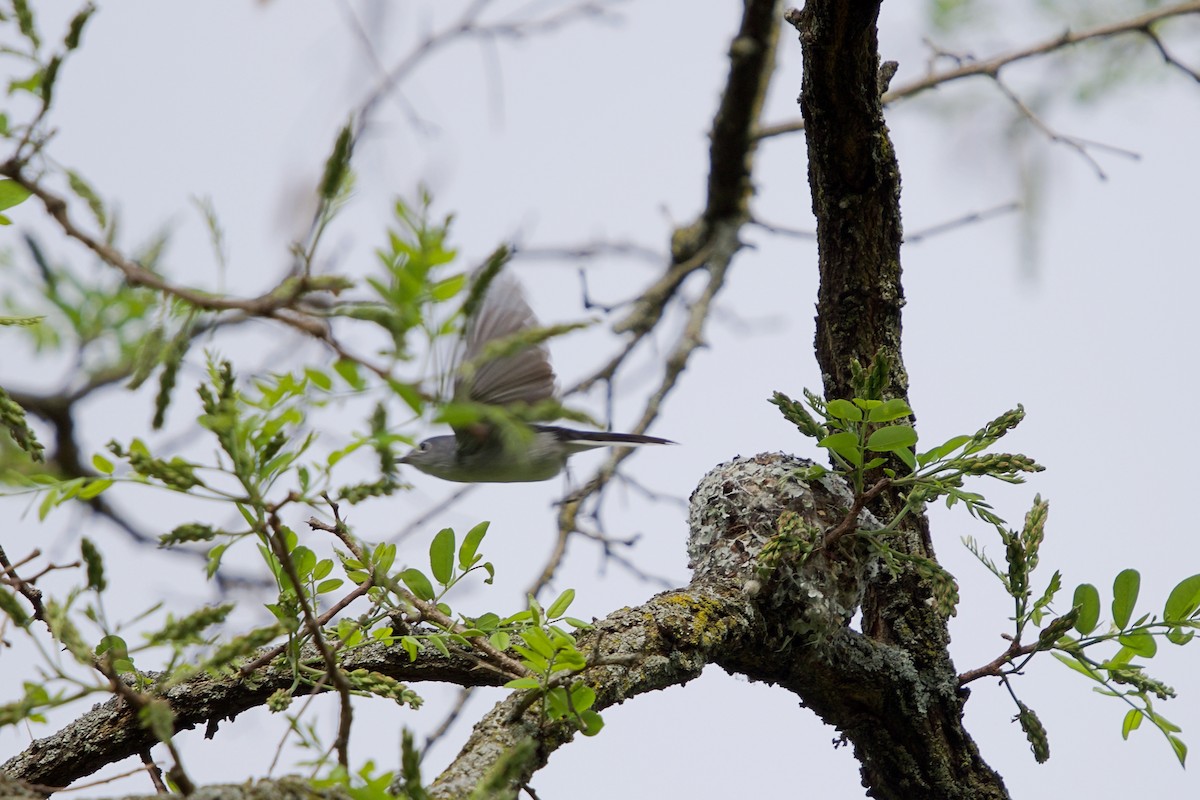 Blue-gray Gnatcatcher - ML99348931