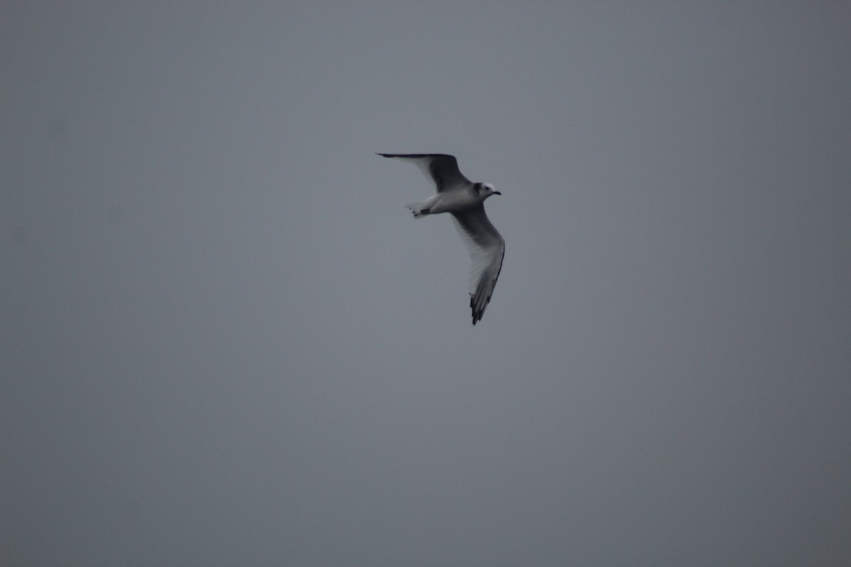 Sabine's Gull - Deva Migrador