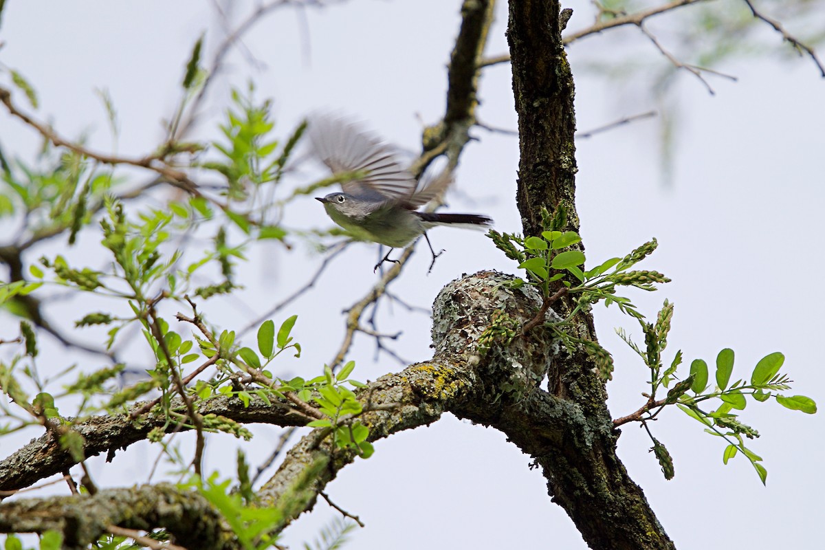 Blue-gray Gnatcatcher - ML99349101