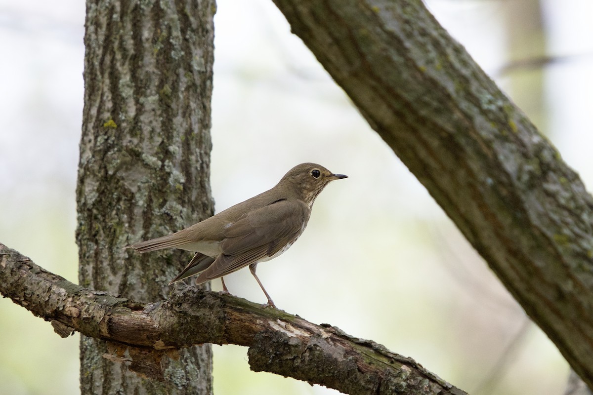 Swainson's Thrush - ML99349271