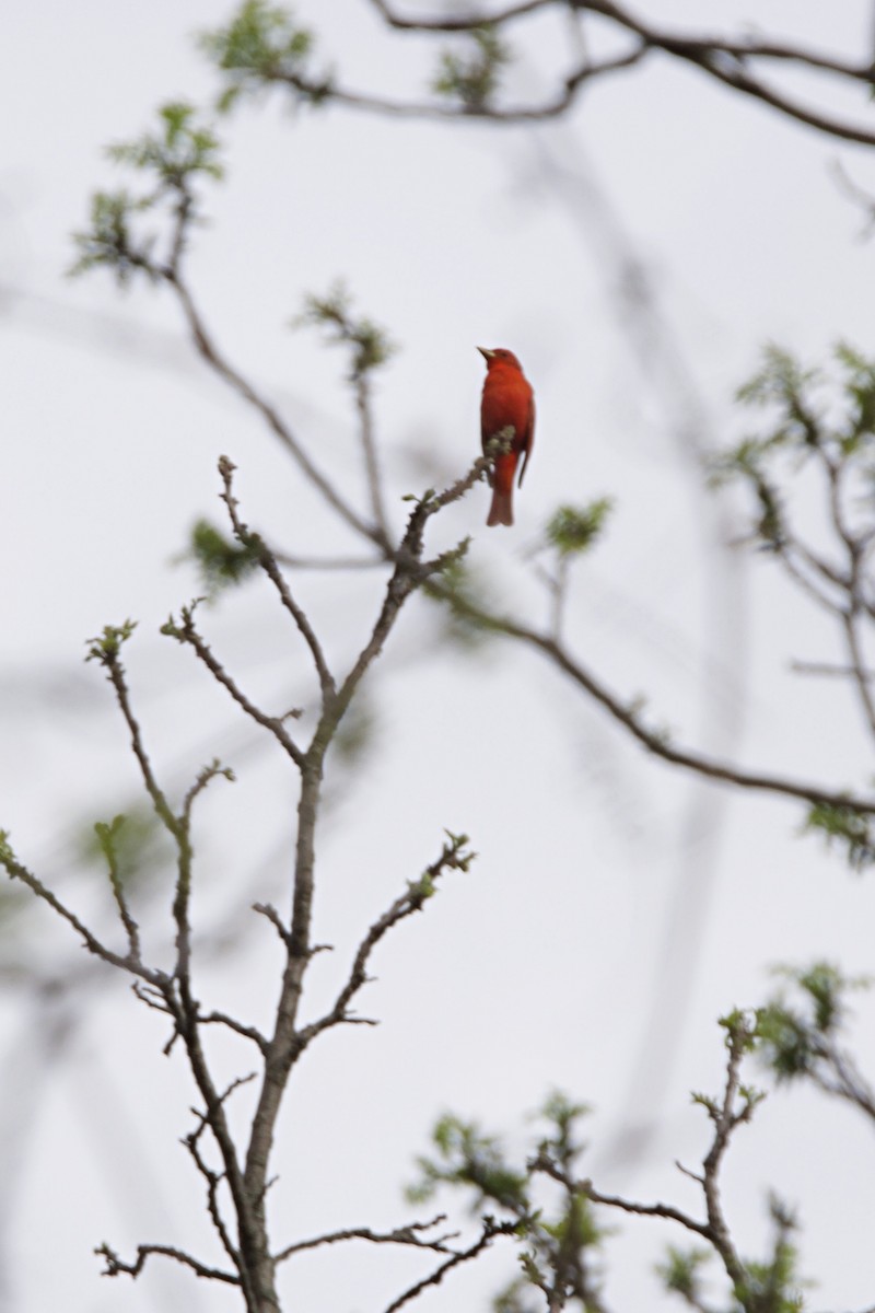Summer Tanager - ML99349361