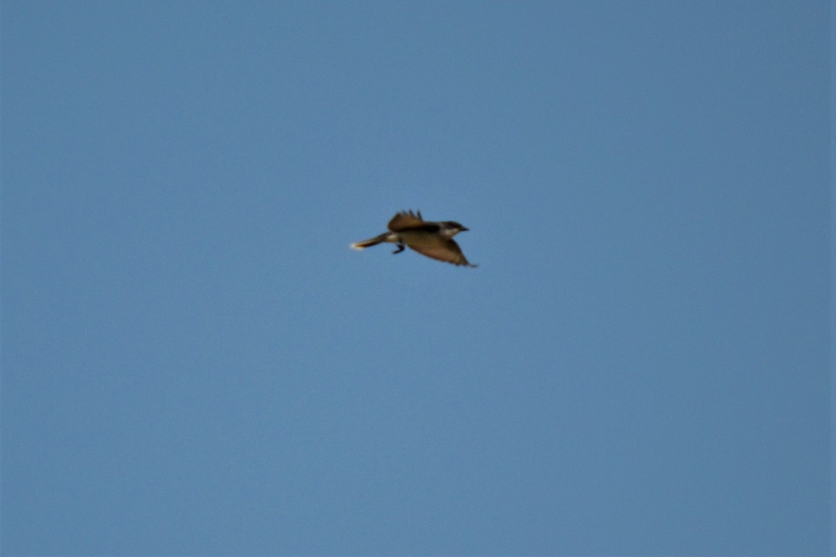 Eastern Kingbird - Andrew Lydeard