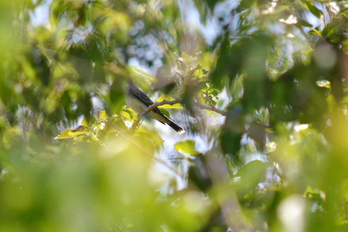 Eastern Kingbird - ML99350731