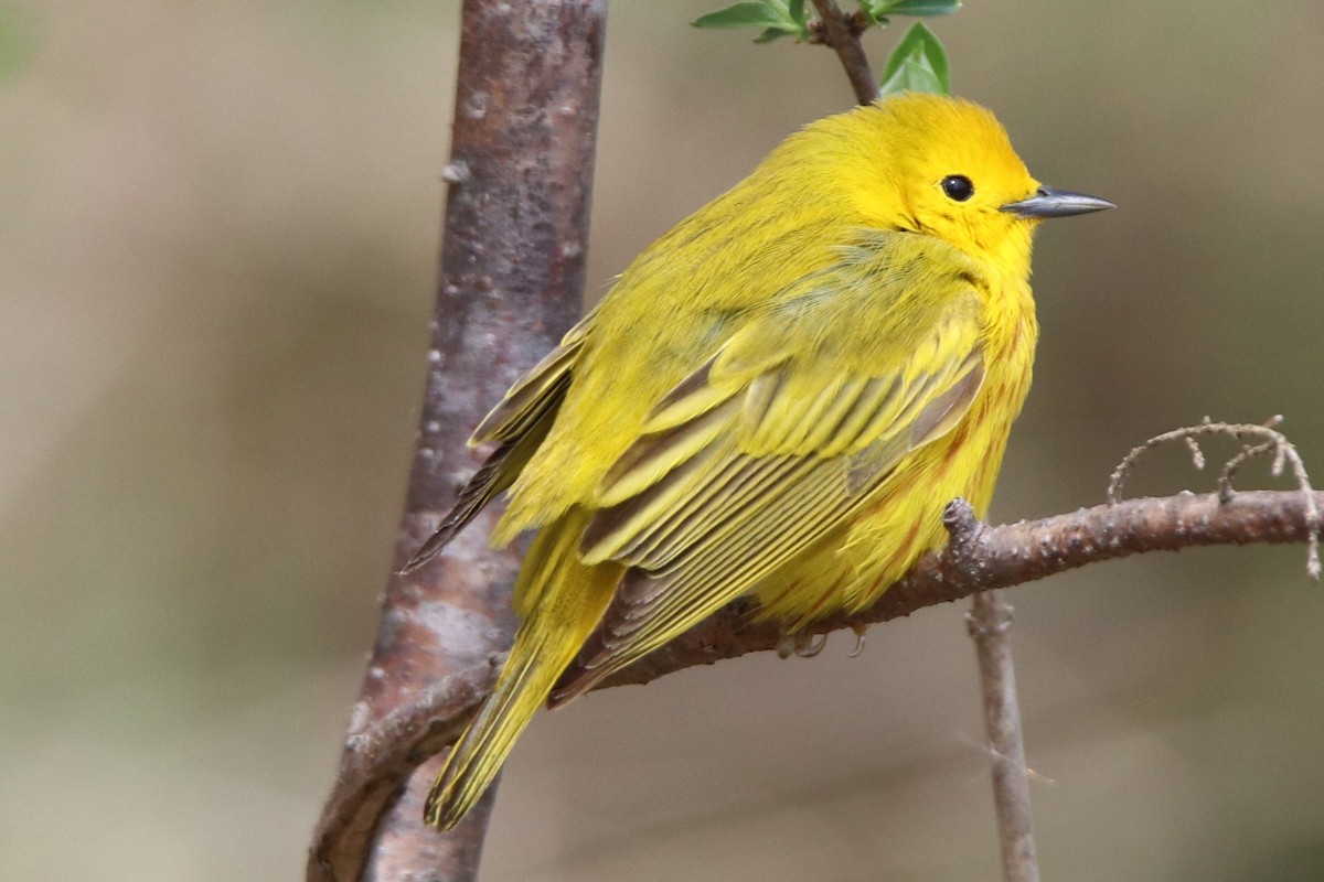 Yellow Warbler (Northern) - ML99351061