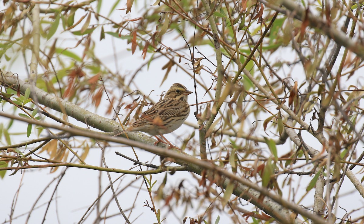 Savannah Sparrow - ML99351431