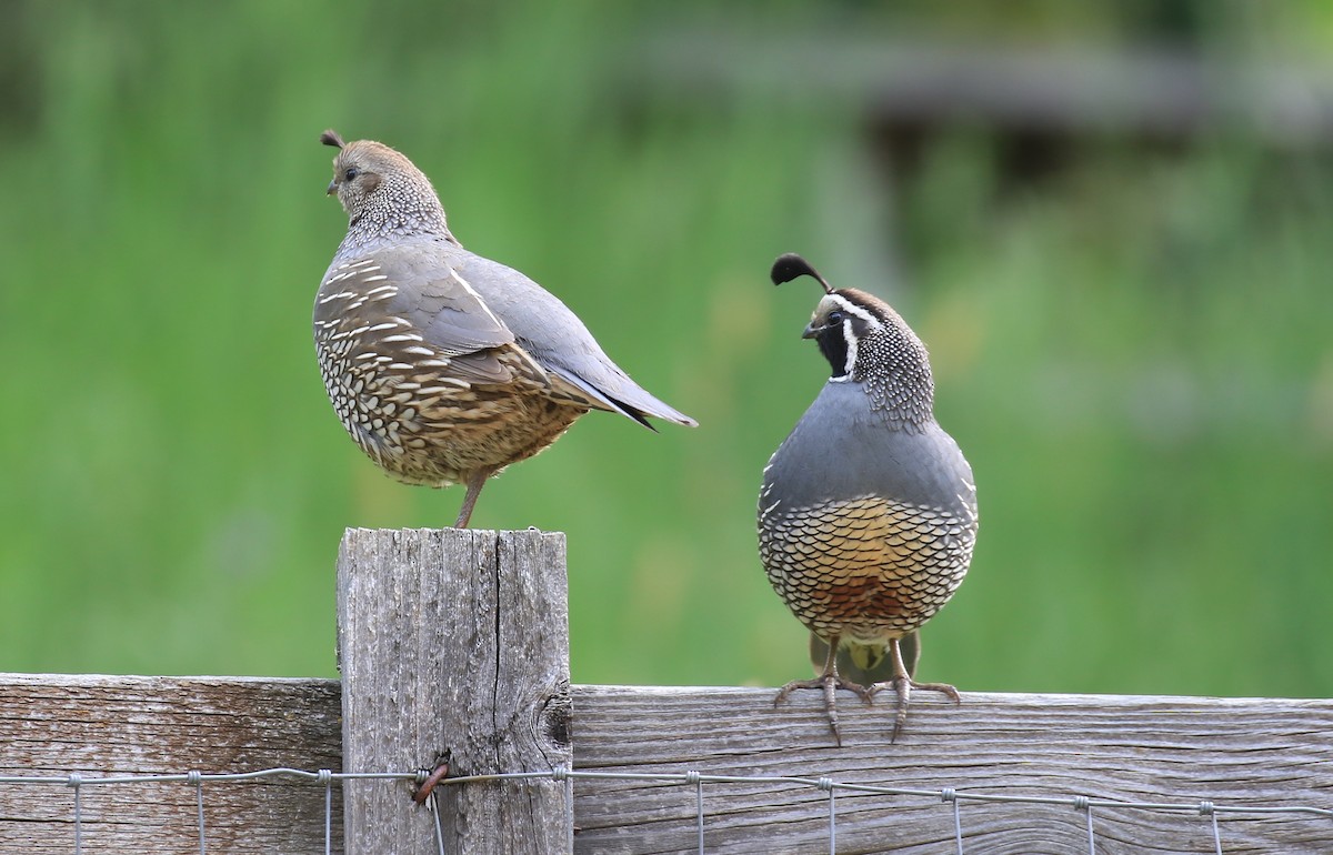 California Quail - Janet Kelly