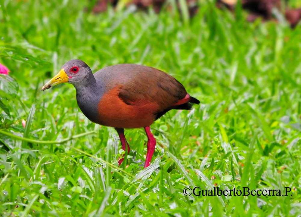 Gray-cowled Wood-Rail - ML99352551