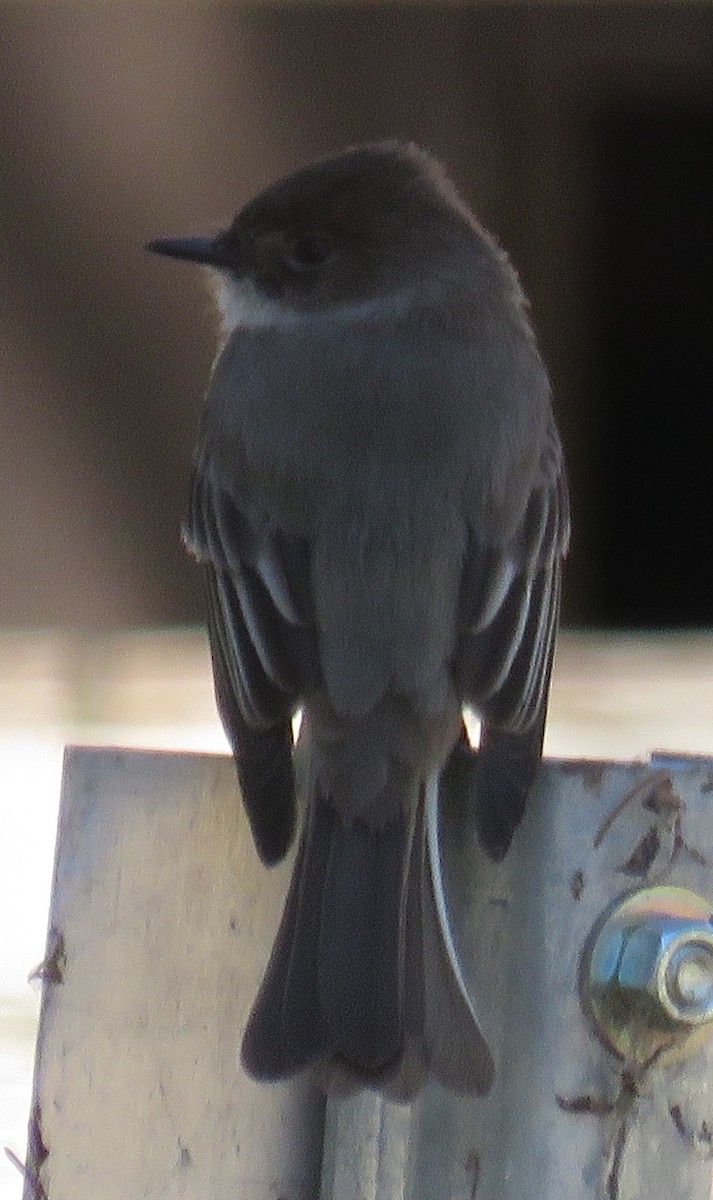 Eastern Phoebe - Lisa Cancade Hackett