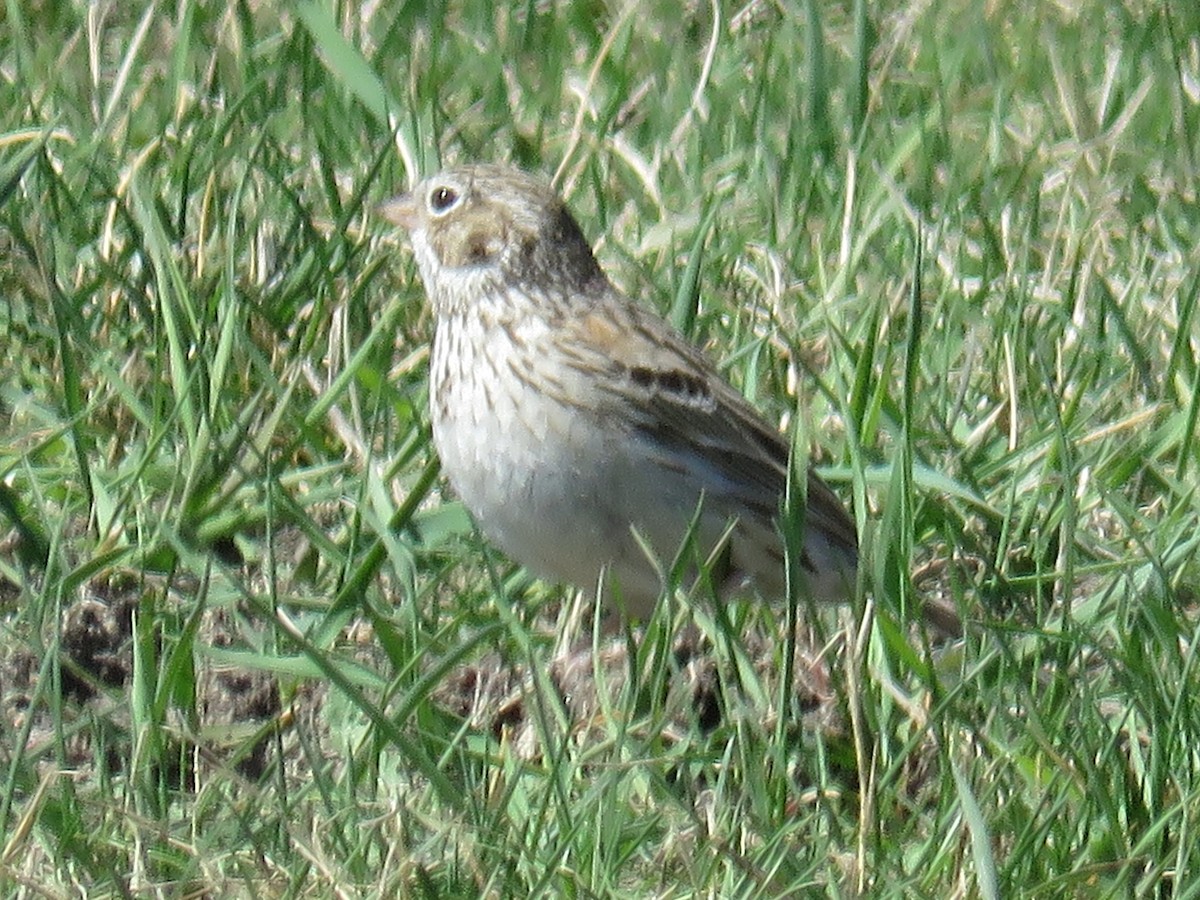 Vesper Sparrow - Lisa Cancade Hackett