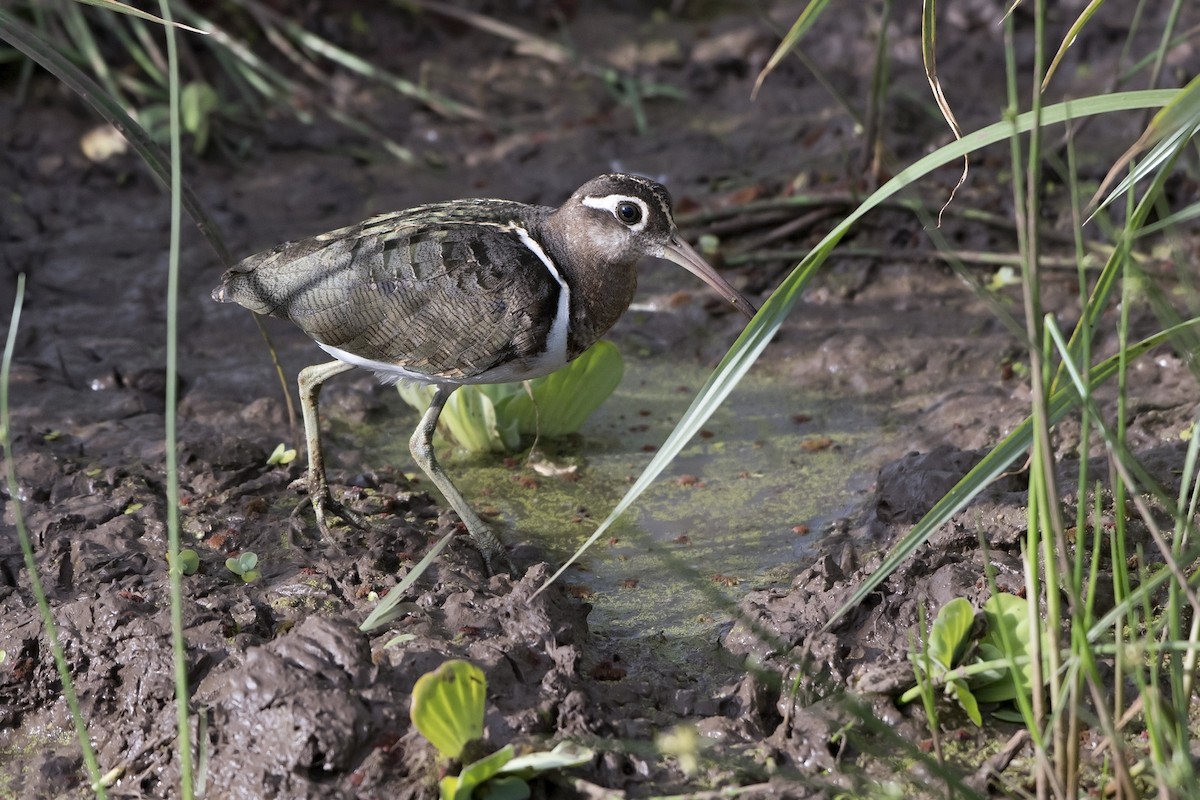 Greater Painted-Snipe - ML99353511