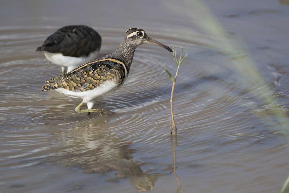 Greater Painted-Snipe - ML99353521