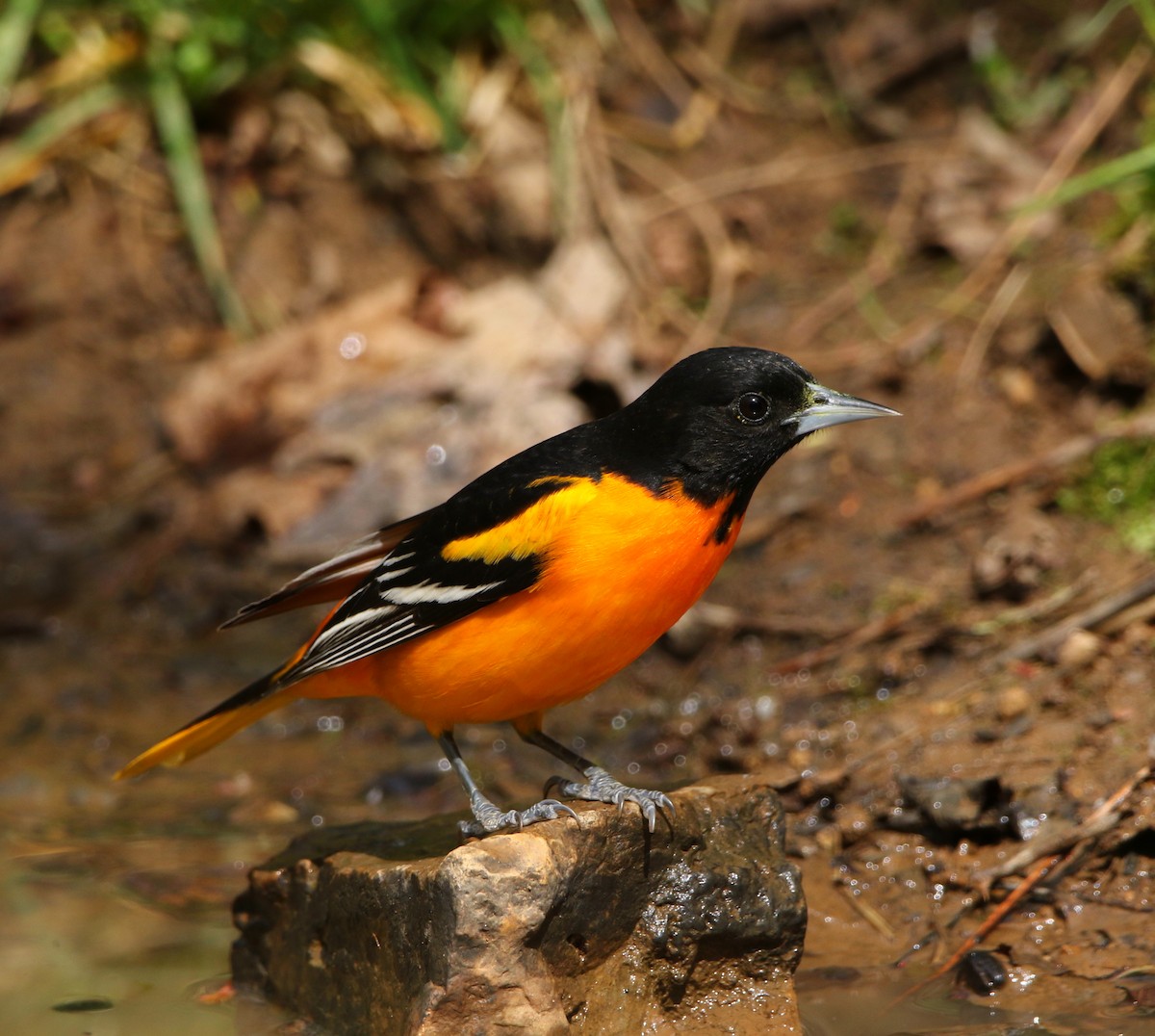 Baltimore Oriole - Lowell Burket