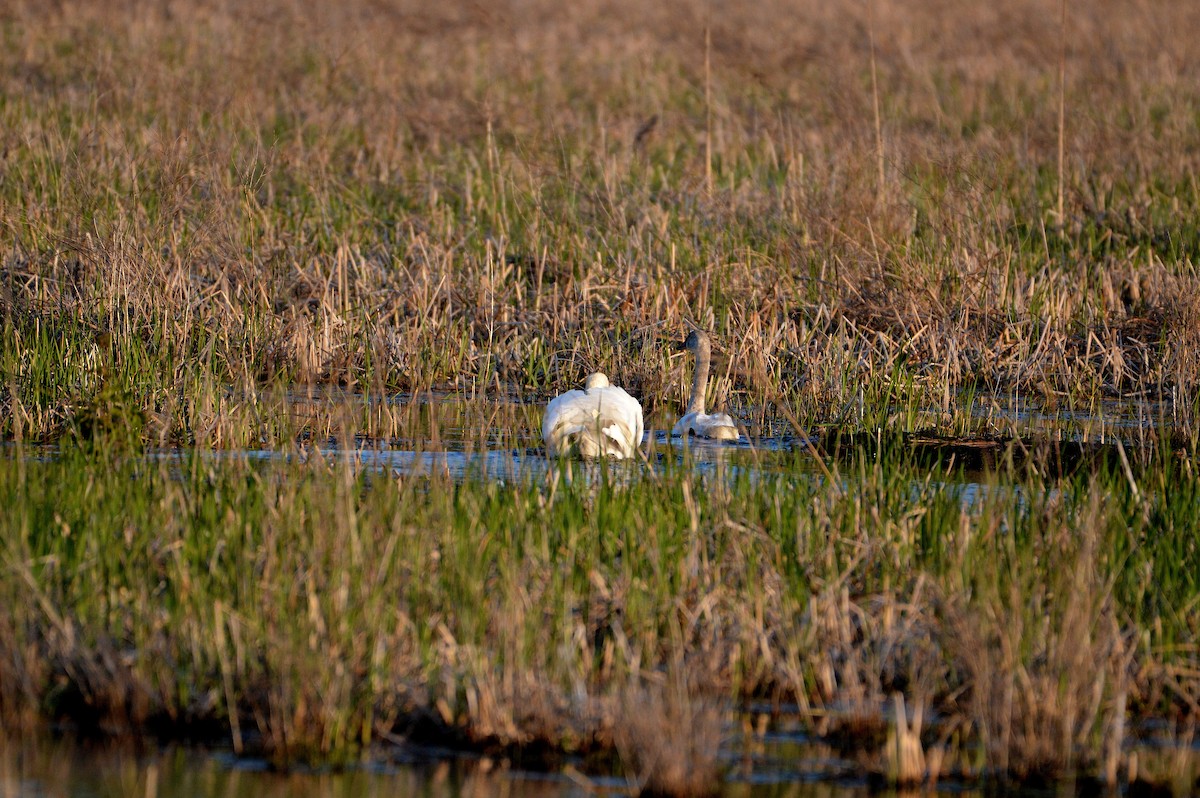 Tundra Swan - ML99355291