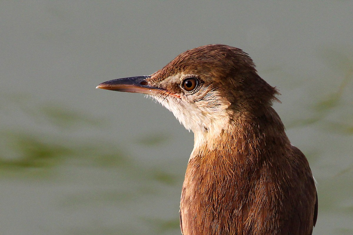 Clamorous Reed Warbler - ML99355541