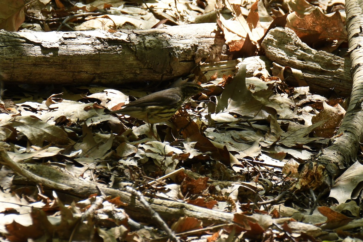 Northern Waterthrush - ML99356121