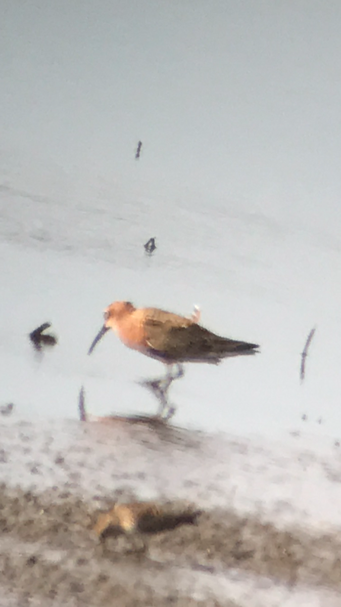 Curlew Sandpiper - ML99356631