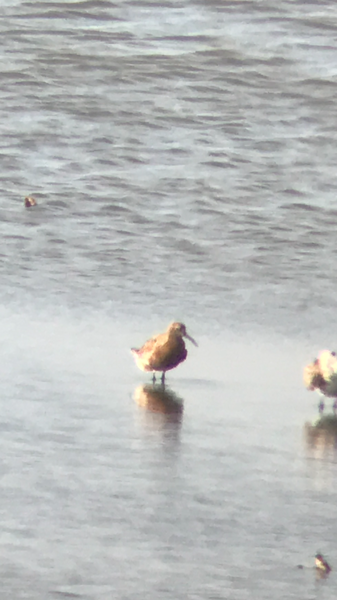 Curlew Sandpiper - ML99356661