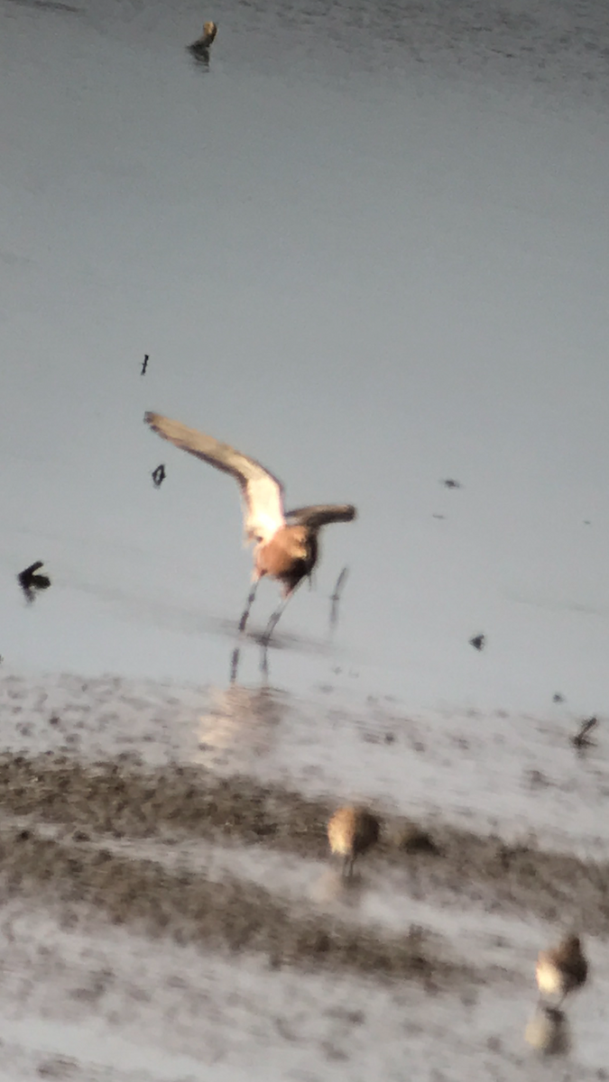 Curlew Sandpiper - ML99356781